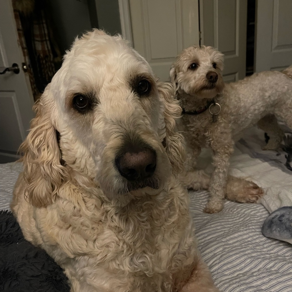 Meet your Posher, Janice iannucci